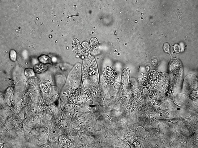 Macromiceti jurassiani � la lunga ricerca